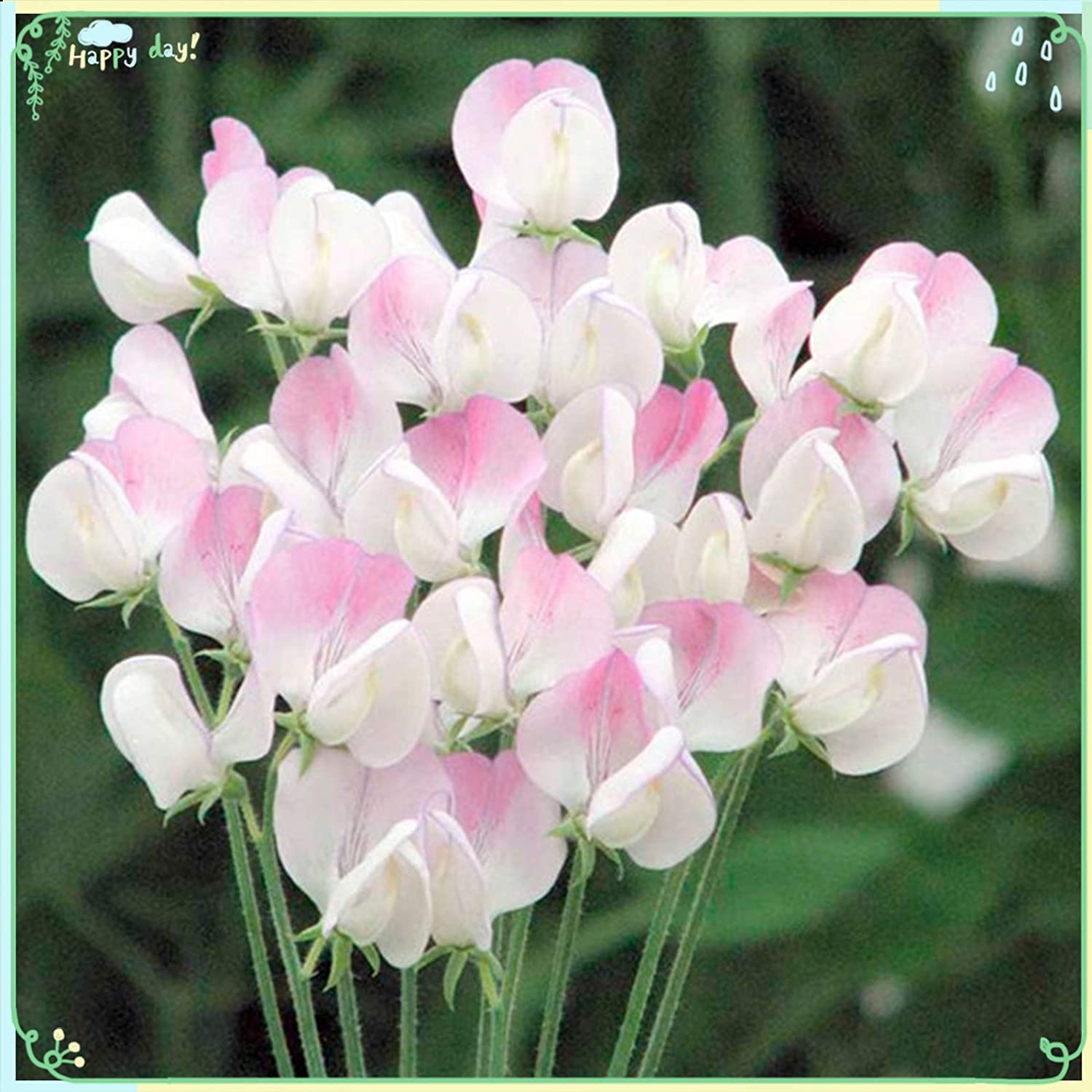 Sweet Pea 'Royal Family' Mixed Color Seeds - Heirloom, Fragrant Vine, Non-GMO, 50 Count