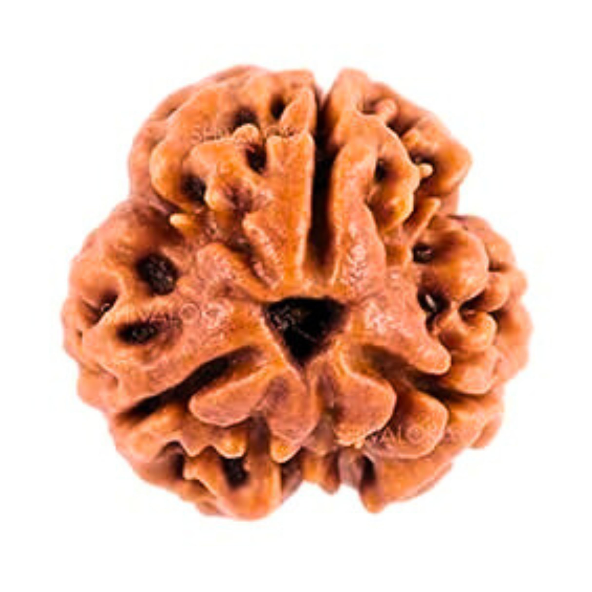 SHIVALOKA 3 Mukhi Rudraksha Original Certified Nepal Origin Brown Bead 15 mm Size (Three Face) for Men and Women (with Laboratory Report)-image-18
