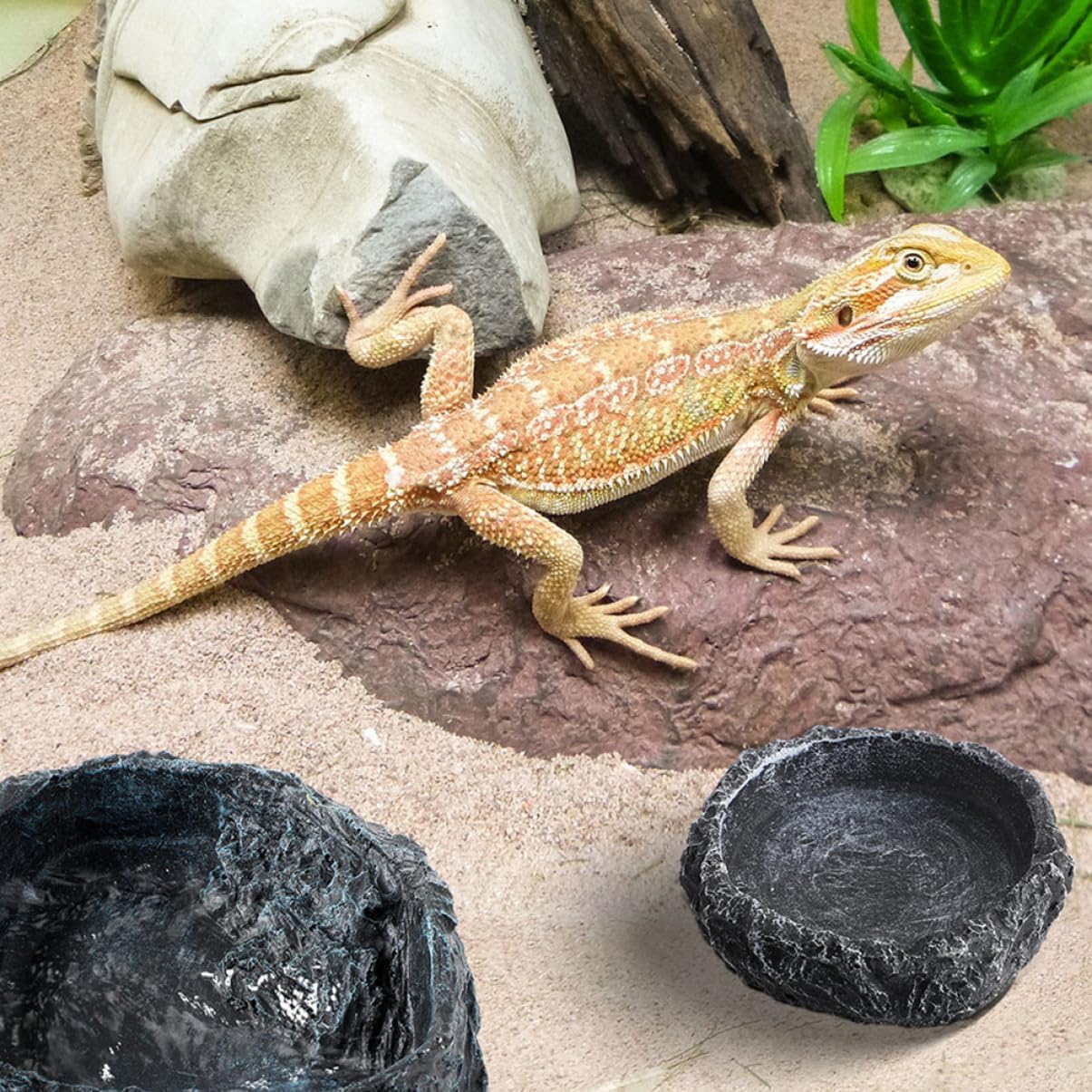 Unomor Reptile Feeding Dish Spider Feeding Dish Tortoise Water Bowl Pet Accessory