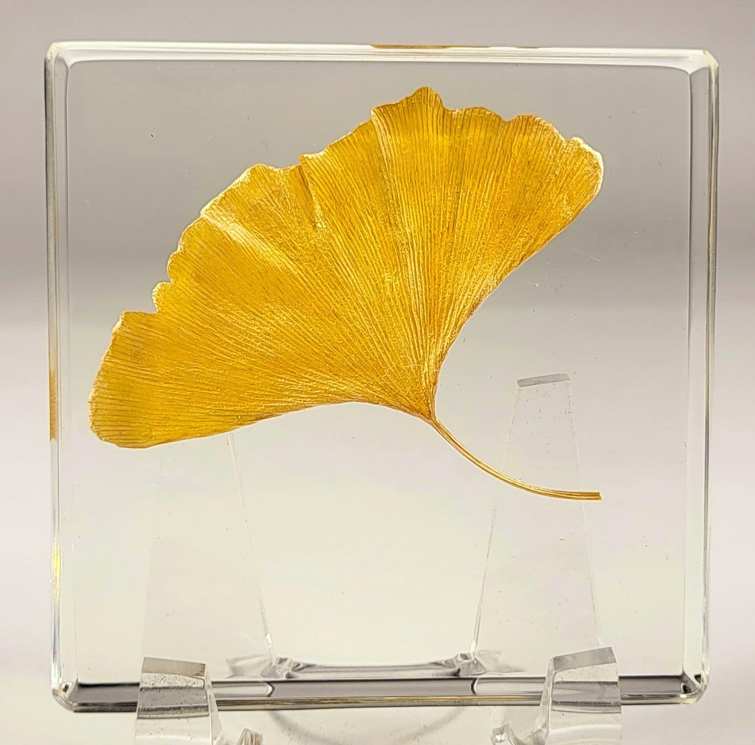 2.9" Real Yellow Ginkgo Biloba Leaf in Crystal Clear Lucite Resin Specimen Dried Pressed Botanist Herb Herbarium Crafts Collection for Botany Science Education & Desk Ornament Display Supplies