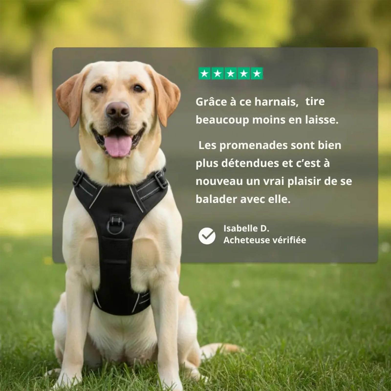 Harnais Elyo Anti Traction pour Chien – Harnais Réglable et Respirant avec Double Attache Avant et Arrière, Bandes Réfléchissantes et Poignée de Contrôle pour Promenades Quotidiennes (XL)