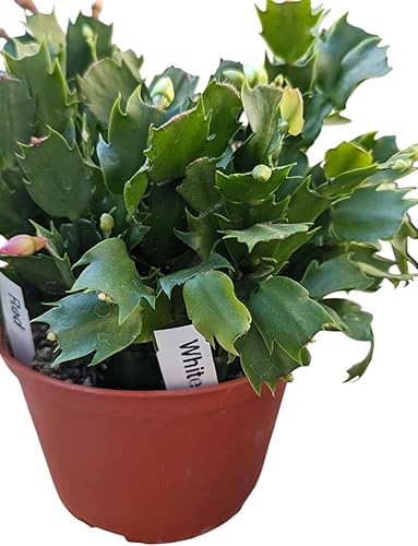 Miniatura 4 de Cactus de Navidad rojo y blanco, planta de interior viva en maceta de 6 pulgadas, impresionante planta con flores