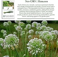 Vista 3 de Semillas de cebollino de ajo para plantar, más de 200 semillas por paquete, semillas de jardín de Isla (semillas de jardín de Isla), semillas sin