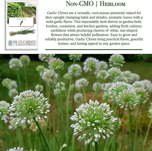 Miniatura 3 de Semillas de cebollino de ajo para plantar, más de 200 semillas por paquete, semillas de jardín de Isla (semillas de jardín de Isla), semillas sin