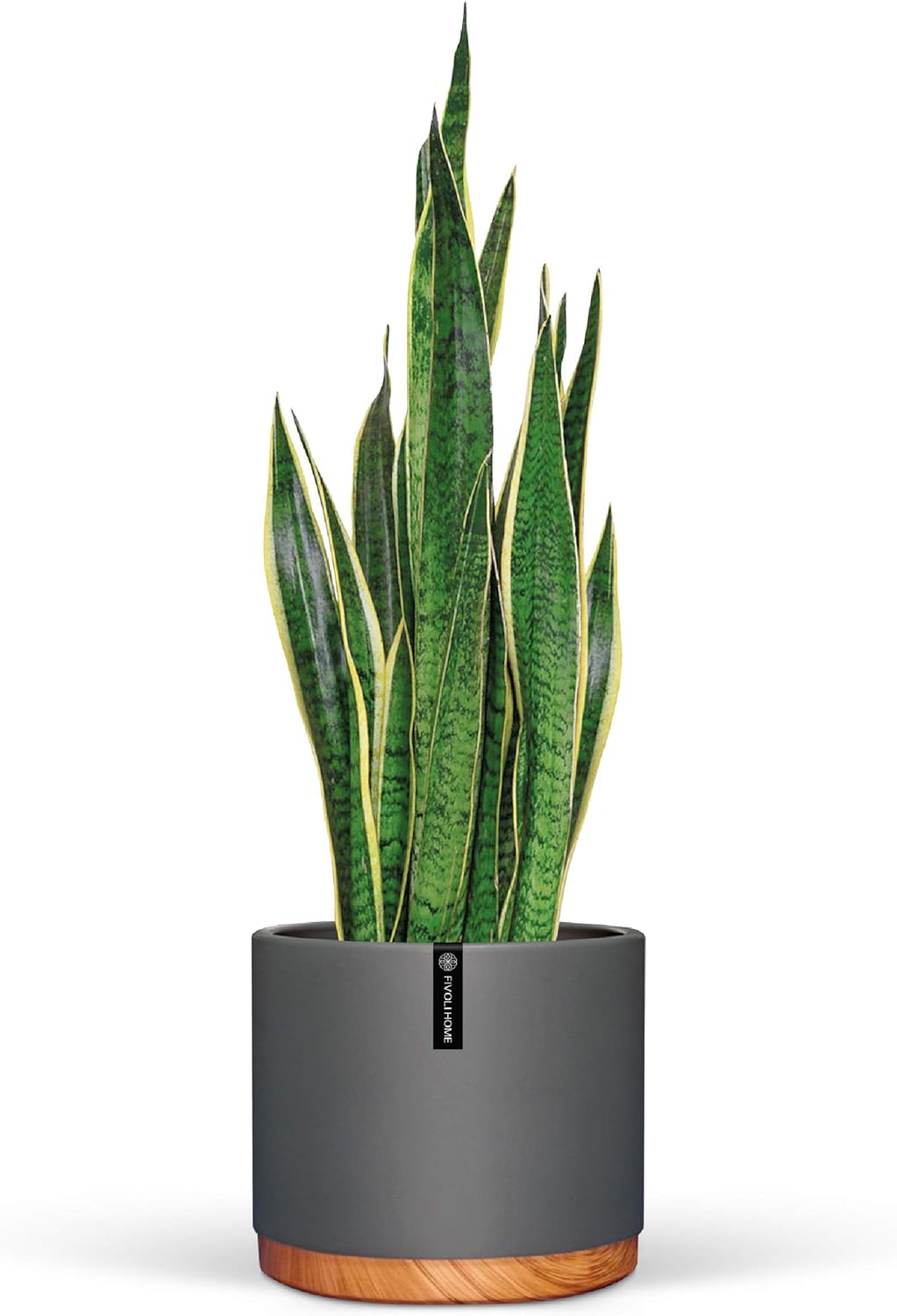 6 Inch Pot Perfect for Indoor Planter Pots This Ceramic