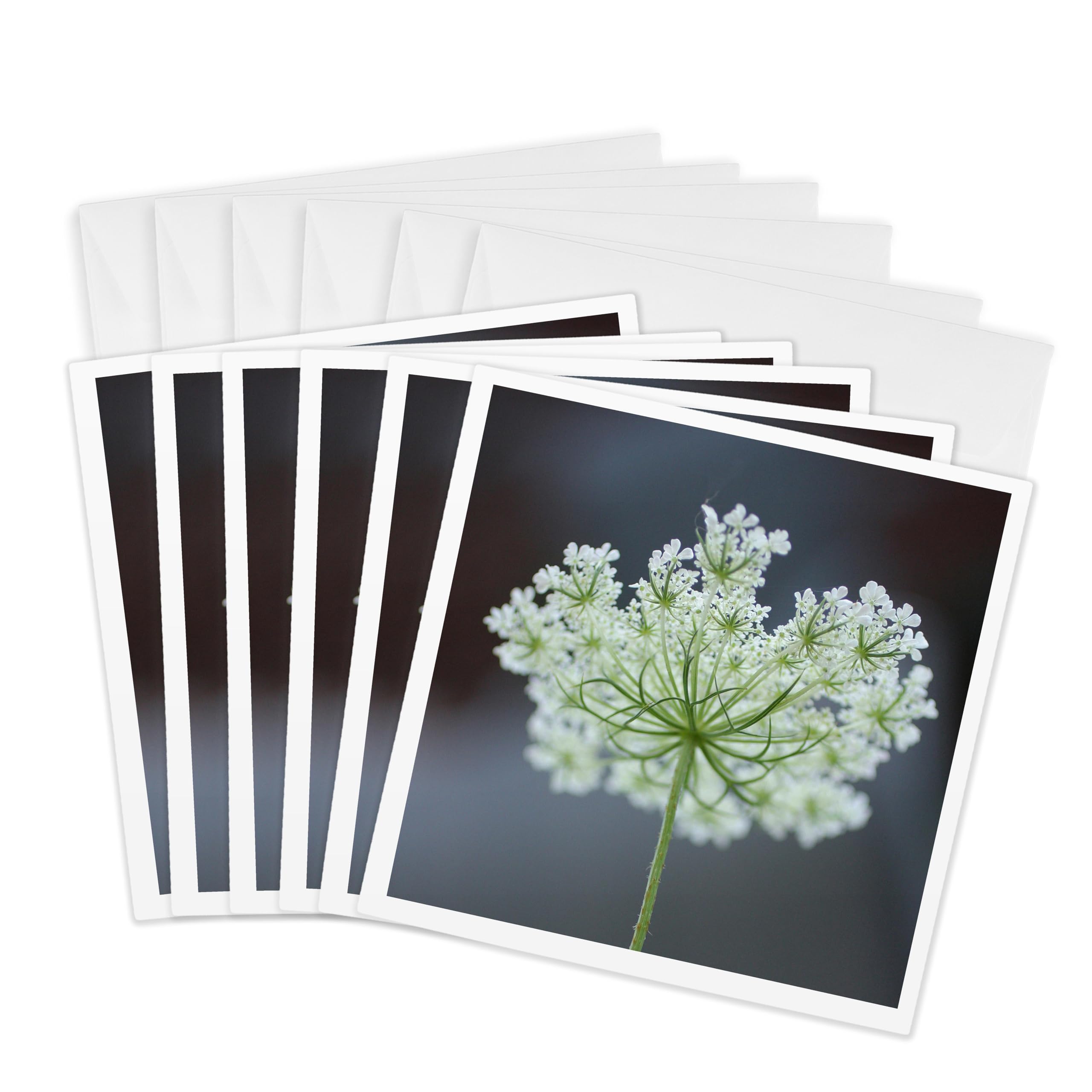 3dRose gc_228244_1 6 x 6-Inch "Queen Annes Lace" Greeting Card (Pack of 6)