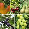 Potted Mini Fruit Tree Collection, Apple, Pear, Cherry, Plum Ideal for Small Gardens & Patios, Heavy Cropping, Easy to Grow, 5 x Dwarf Fruit Tree Collection Plants in 9cm Pots by Thompson & Morgan