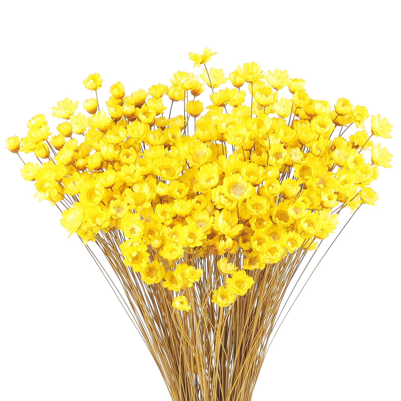 300 PCS Brazilian Small Daisy Dried Flowers