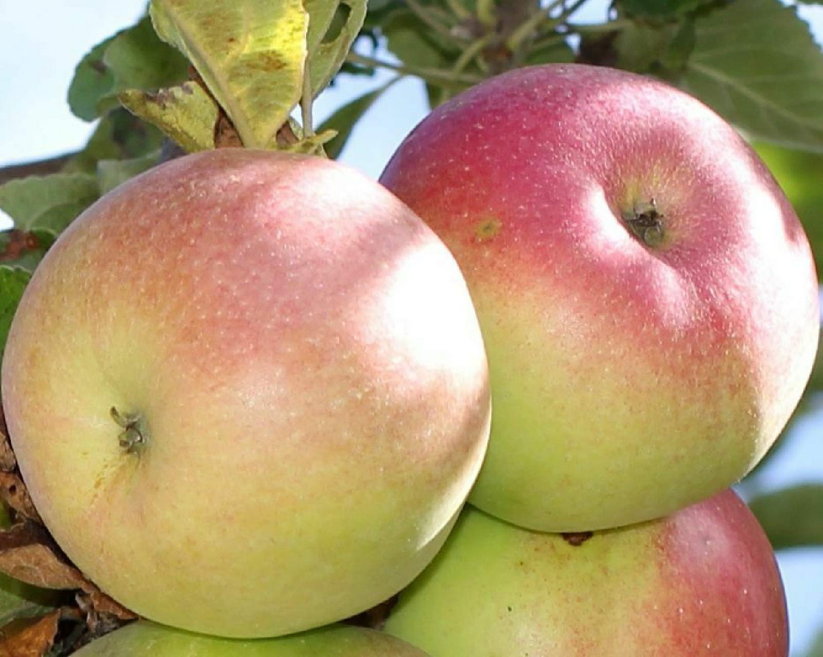 ★Apple★ Amazon.com : zellajake 30+ Seeds Apple Tree Seeds Mixed Varaieties