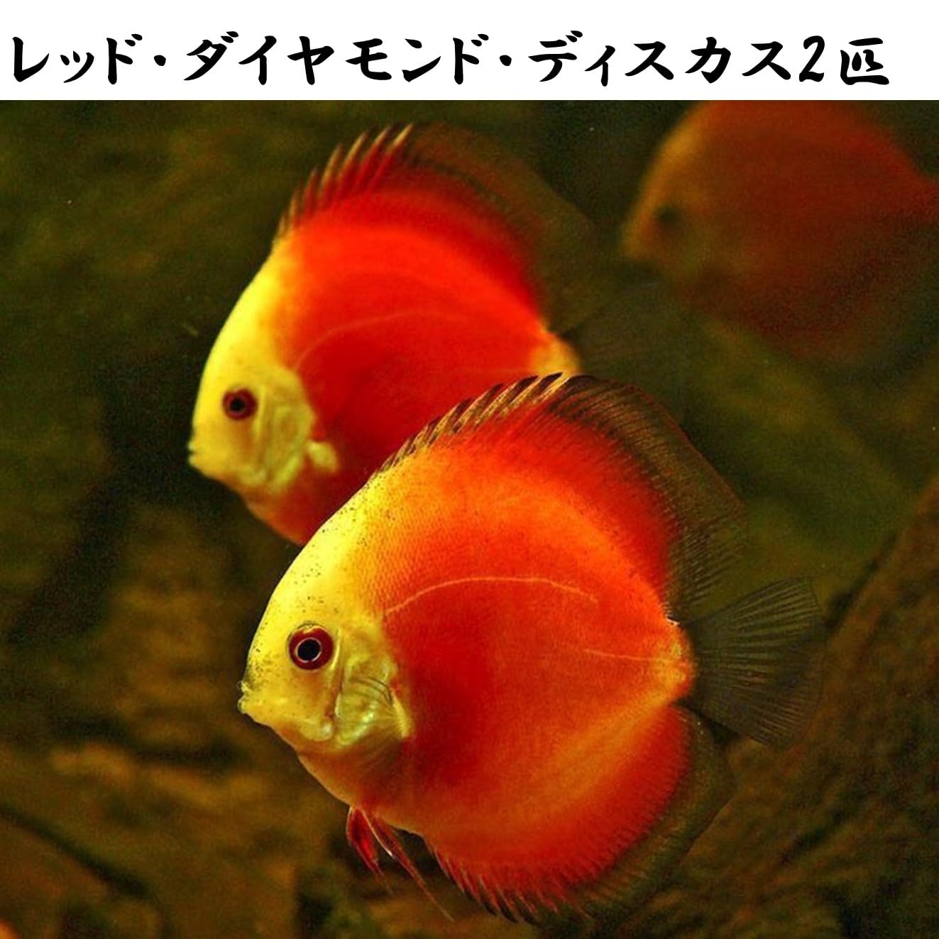 マツヨシワールド】ベトナム極上レッドターコイズ・ディスカス8〜10cm 