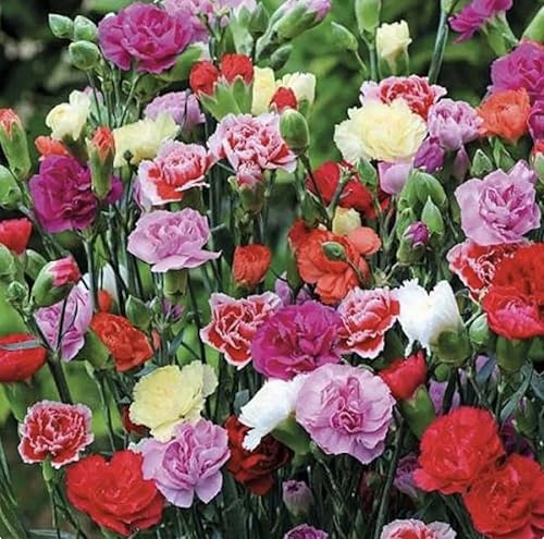 Miniatura 4 de Carnation Chabaud Mix Seeds - 275 Semillas - Periodo de floración de 8 semanas - Todas las zonas