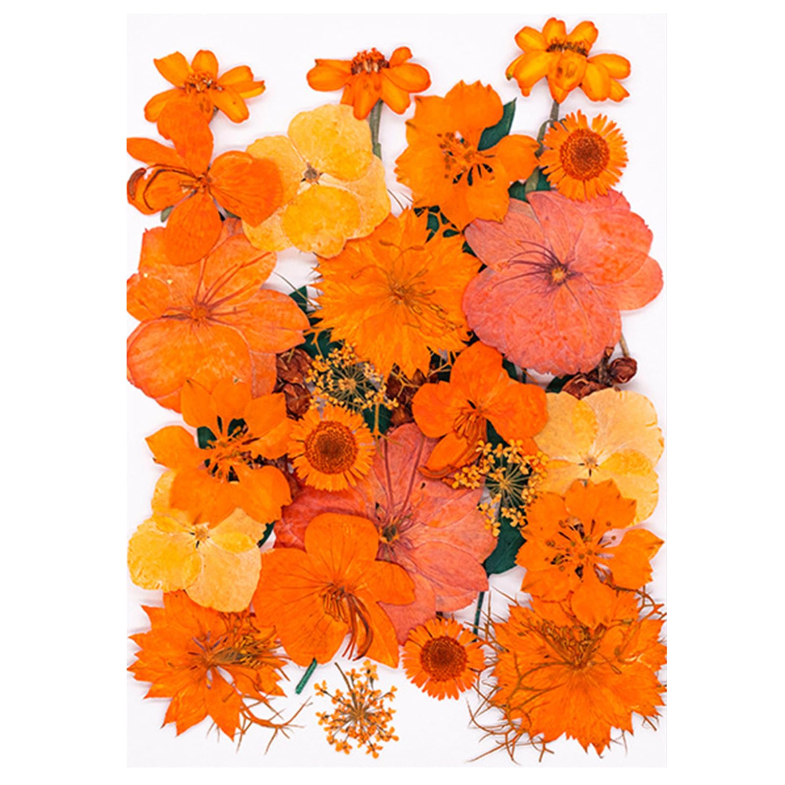 Tfaoys G Model Seasonal Crafting Essential 30 Autumn Dried Flower With For Scrapbooking Resin Art Phone Case Decoration Preserved Flower Home Decoration