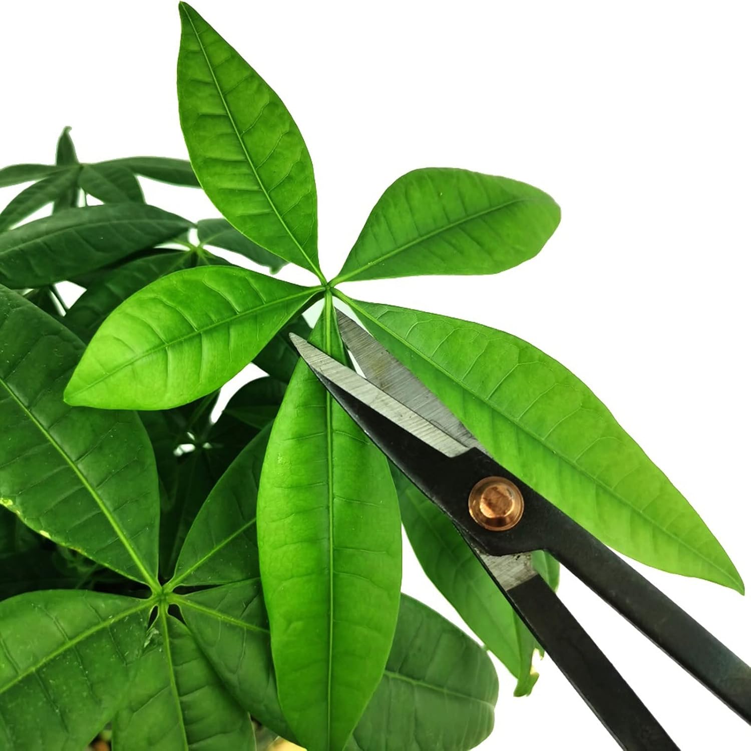 INLIMA Gardening Scissors Beginner Bonsai Tool Long Handle Scissors Gardening Plant Branch Shears Garden Pruning Tools Bonsai Scissors