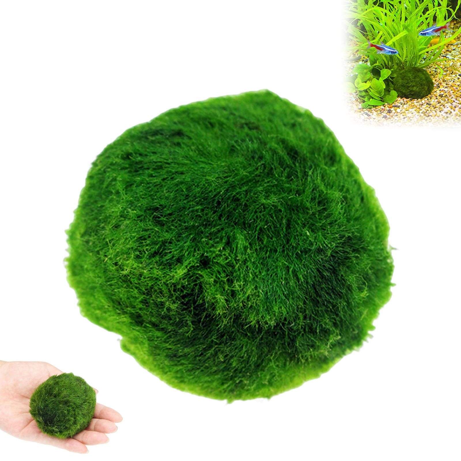 Premium Live Marimo Moss Ball, Natural Freshwater Plant Ornament, Perfect for Aquariums, Shrimp Tanks, Betta Habitats and Nano Aquascaping