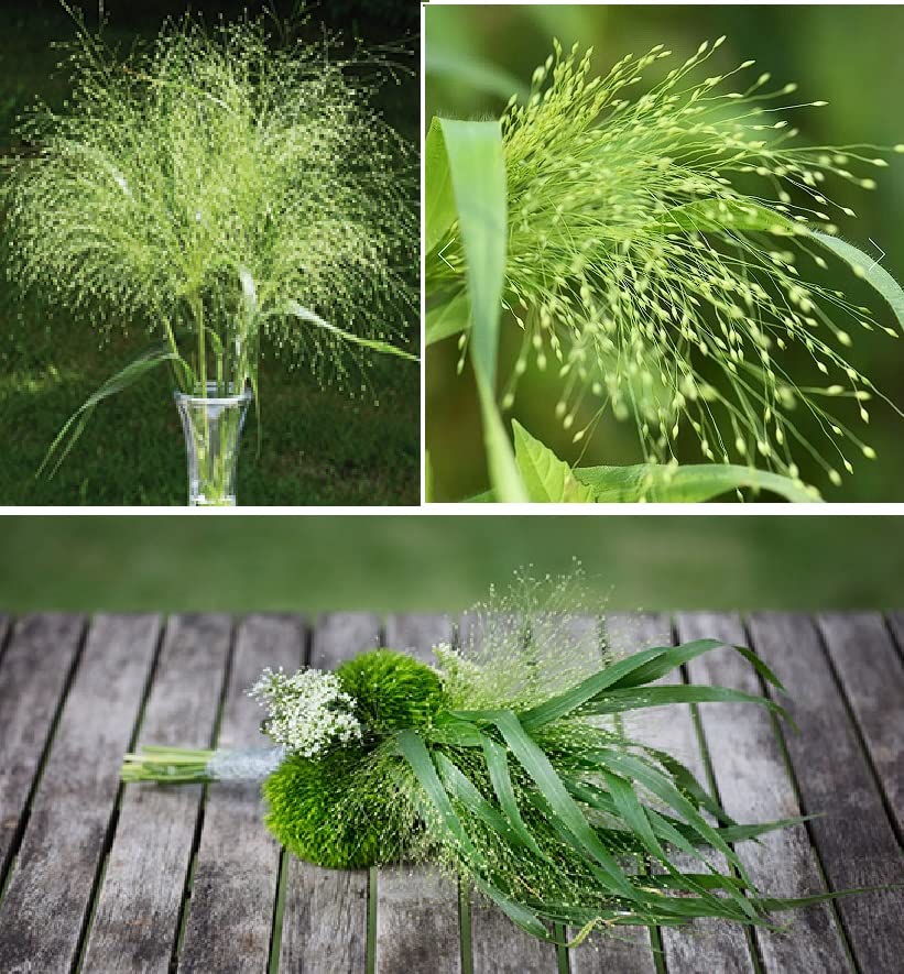 Ornamental Grass Panicum Virgatum Fontaine 15+ Seeds