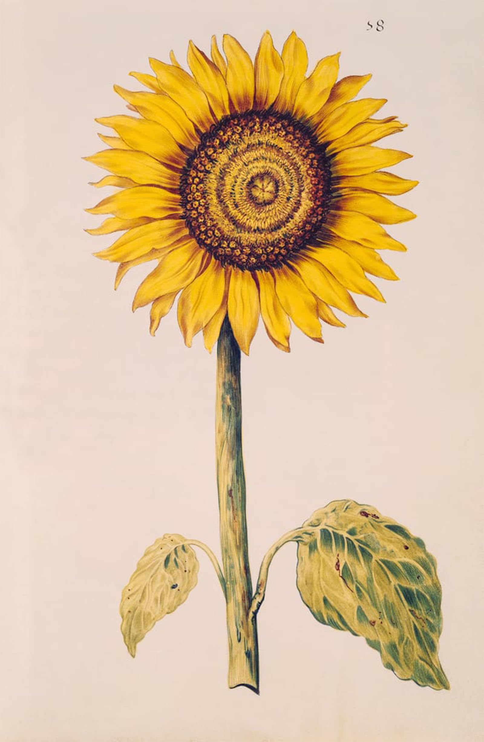 Artxlxxbn No Frame Famous Painting Canvas Artwork Graffiti Print Sunflower Or Helianthus From Julie's Garland By Nicolas Robert Portrait Canvas Image For Home Decor 60X90cm