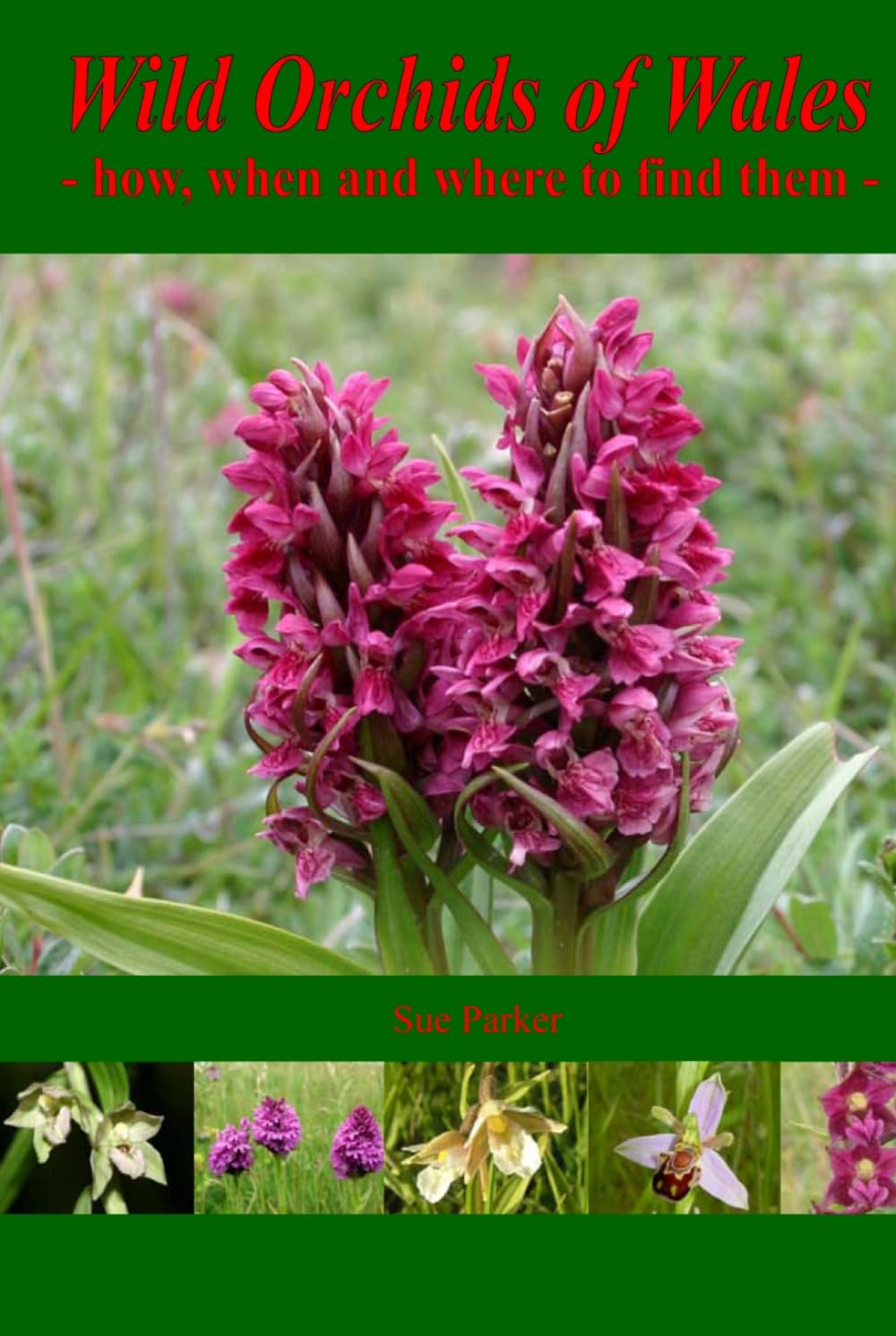 Wild Orchids of Wales: - how, when and where to find them -