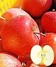 Yamagata-grown Sun Fuji Apples 10kg approx. 25-55 pieces [For Home Use]