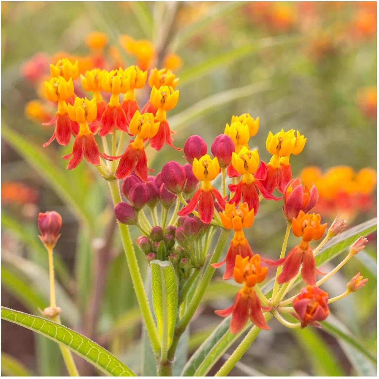 Everwilde Farms - 1/4 Lb Blood Flower Wildflower Seeds - Gold Vault