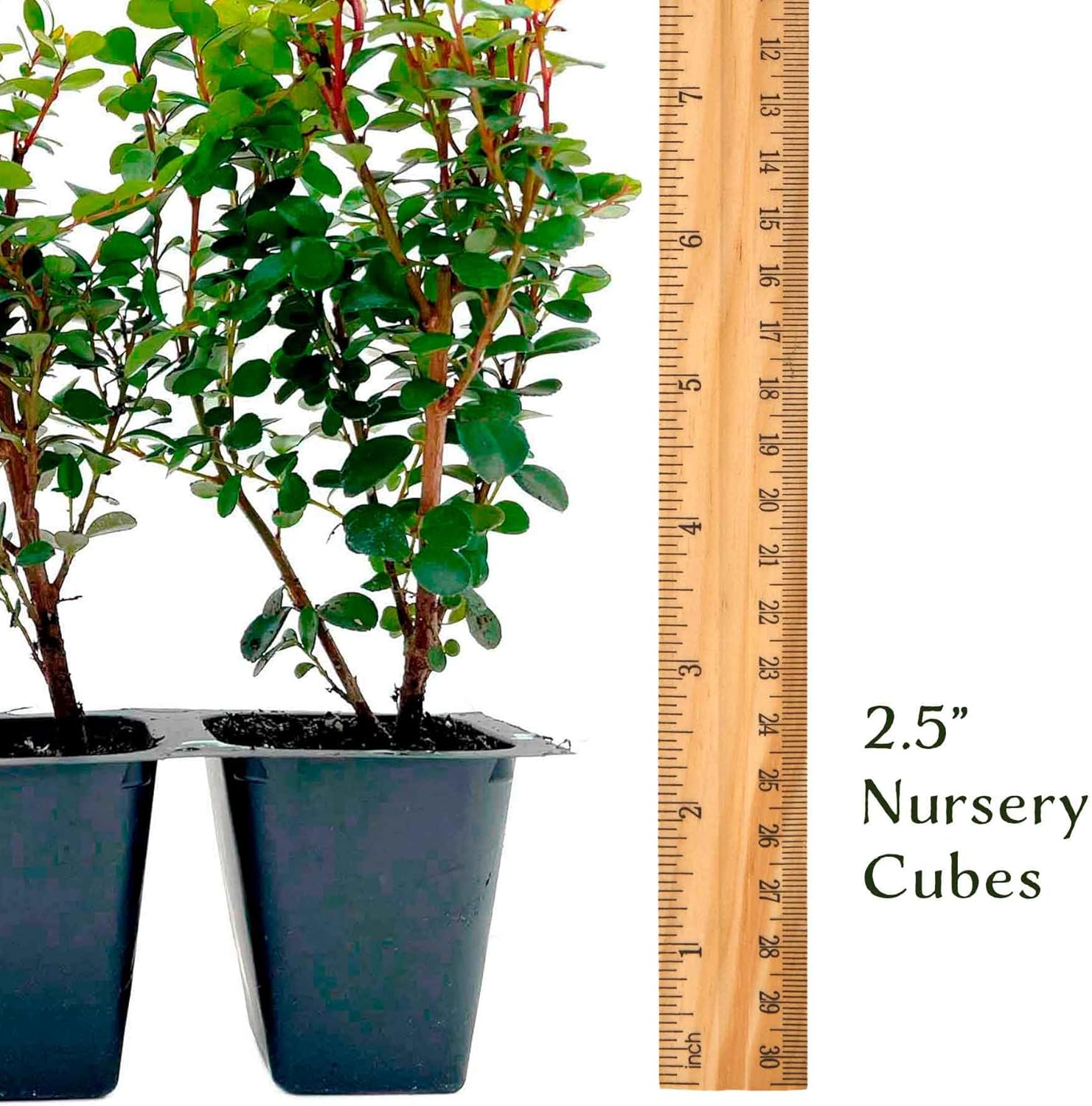 6 African Boxwood Myrsine – Dense Evergreen Shrub for Low Hedges, Borders & Topiary Landscapes (Myrsine africana) in 2.5” Cubes, Live Plants