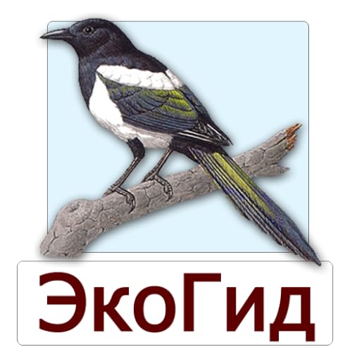 EcoGuide: Russian Birds