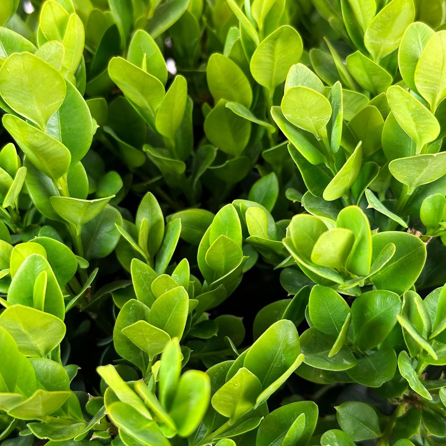 Blooming & Beautiful - Gordo Boxwood - 3 gal - Compact Rounded Evergreen Shrub - Large Green Leaves - Hedges or Topiary - Zones 5-8 - Buxus x 'Conrowe' PP19294-3 Gallon Pot