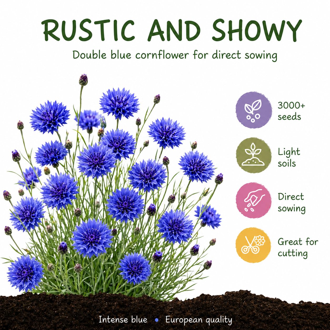 Grounding - Nasiona chabra bławatka pełnego niebieskiego (Centaurea cyanus), 3000+ nasion - Pełne, intensywnie niebieskie kwiaty na rabaty i łąki kwietne, doskonałe na kwiat cięty - Jakość europejska