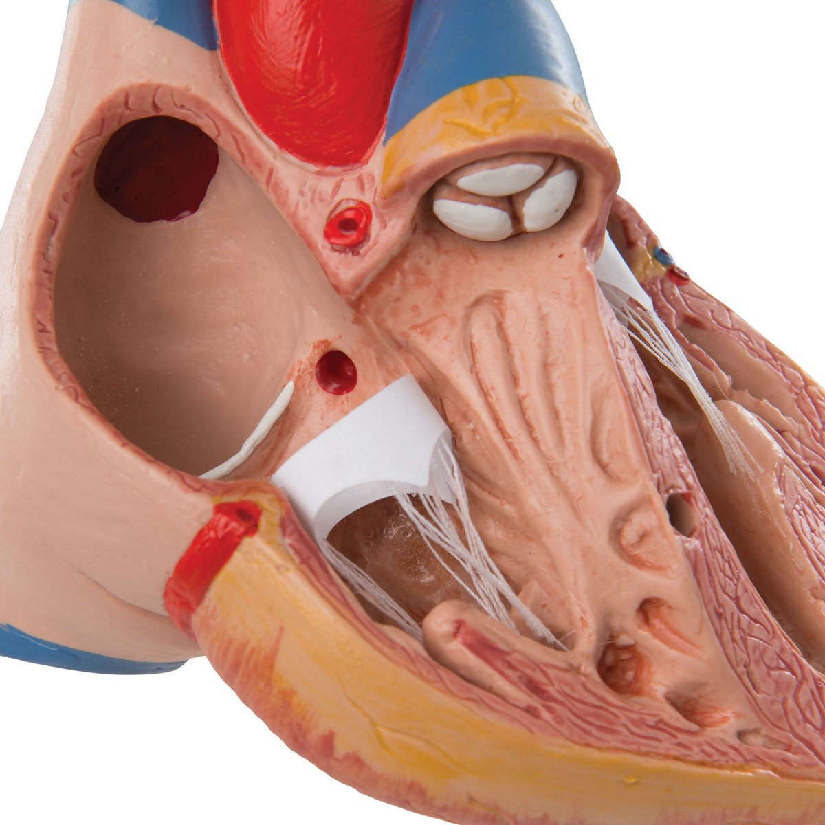 3B Scientific G08/1 Modello di Anatomia Umana Cuore, Modello Classico, con Timo, in 3 Parti + software gratuito di anatomia - 3B Smart Anatomy