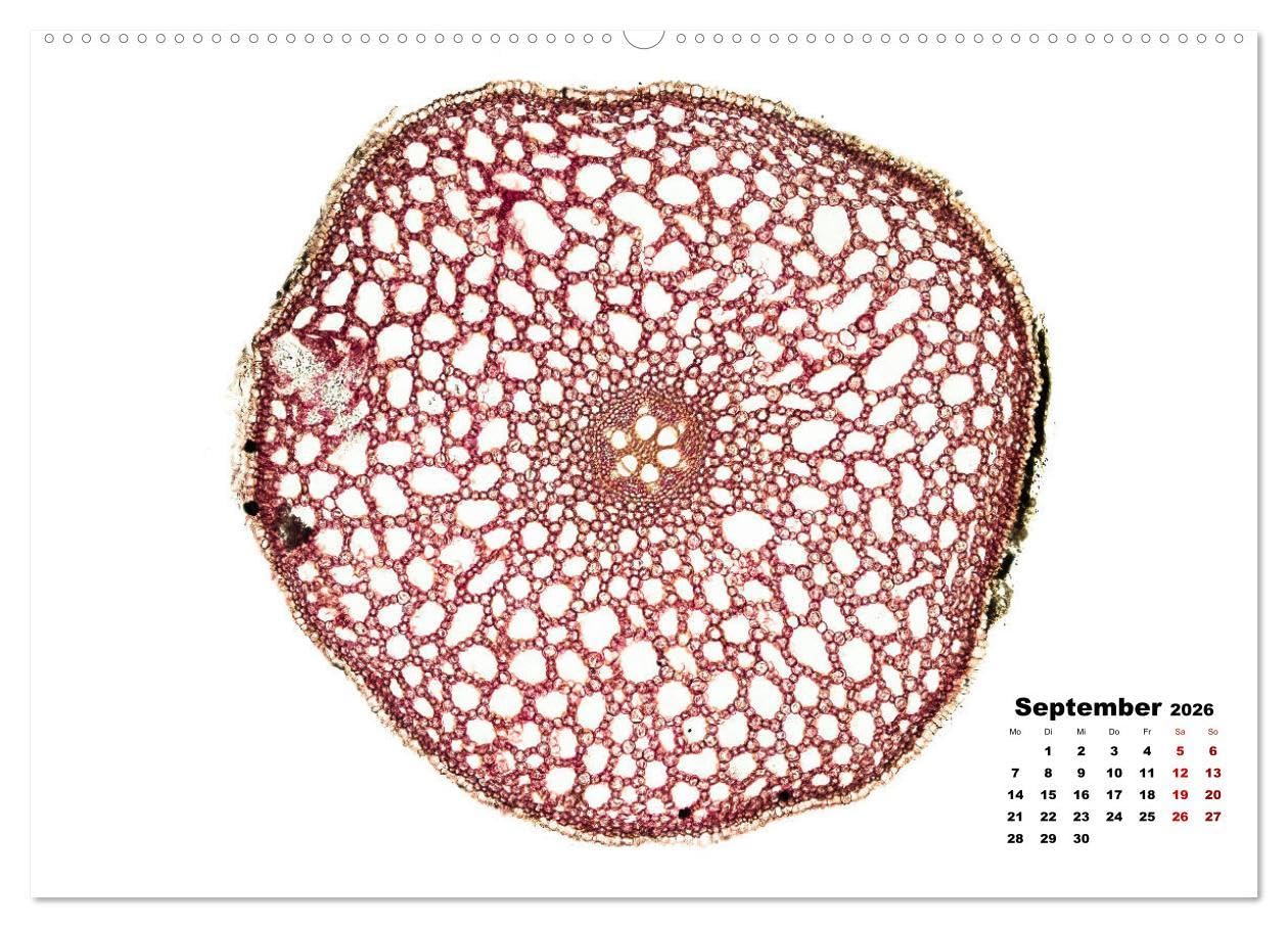 Pflanzen unter dem Mikroskop (Wandkalender 2026 DIN A2 quer), CALVENDO Monatskalender: Eindrucksvolle biologische Aufnahmen - das perfekte Geschenk für einen Gärtner, Floristen, Stundent und Lehrer