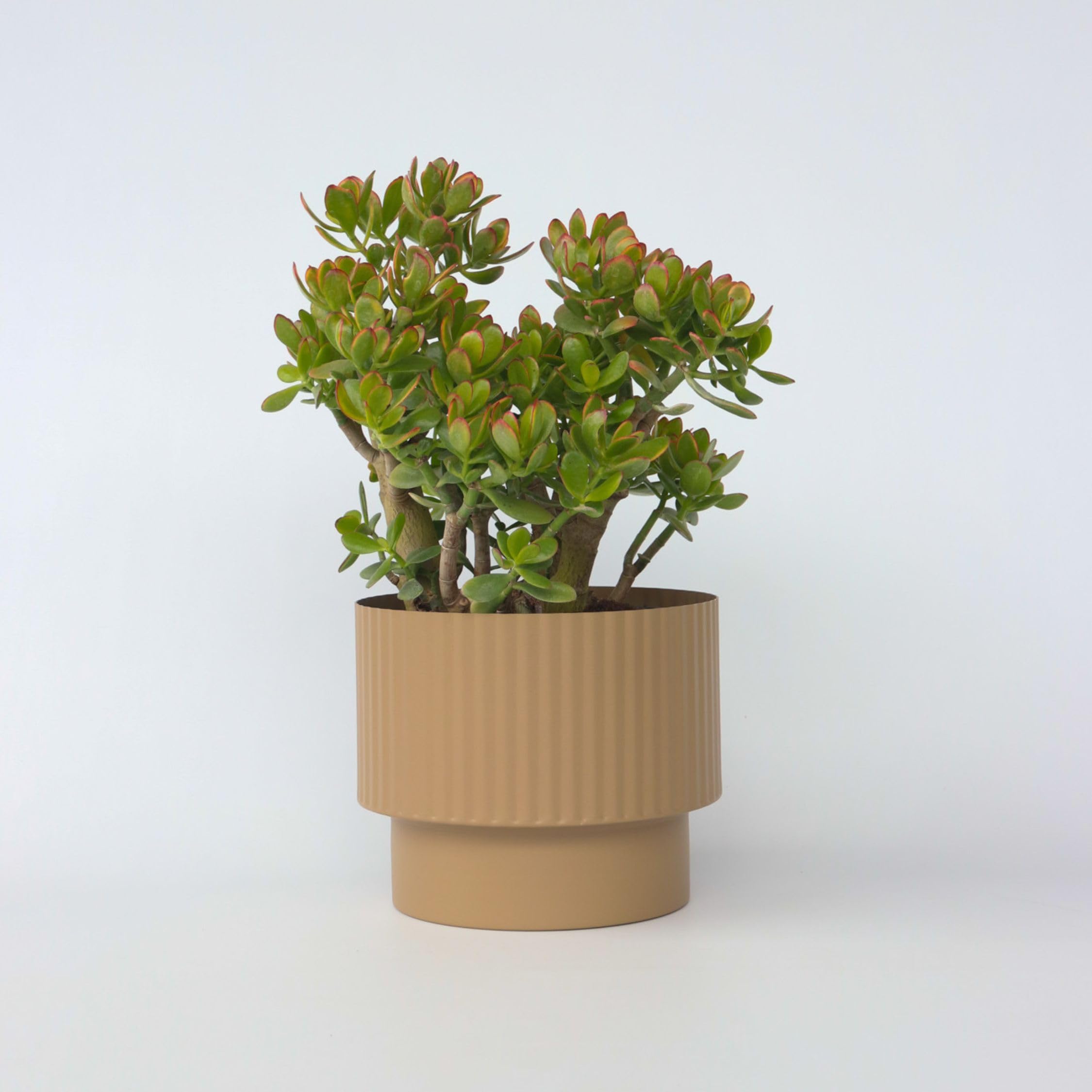 Plant in a Box - Crassula ovata 'Sunset' XL - Zimmerpflanze - Sukkulente - ⌀ 30 cm - Höhe 55-60 cm