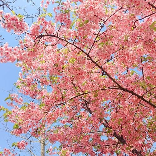 Live Plants Japanese Pink"Fuji" Sakura Oriental Cherry Blossom Seedlings - Height 12 Inch For Yards And Garden Decoration #TOP5
