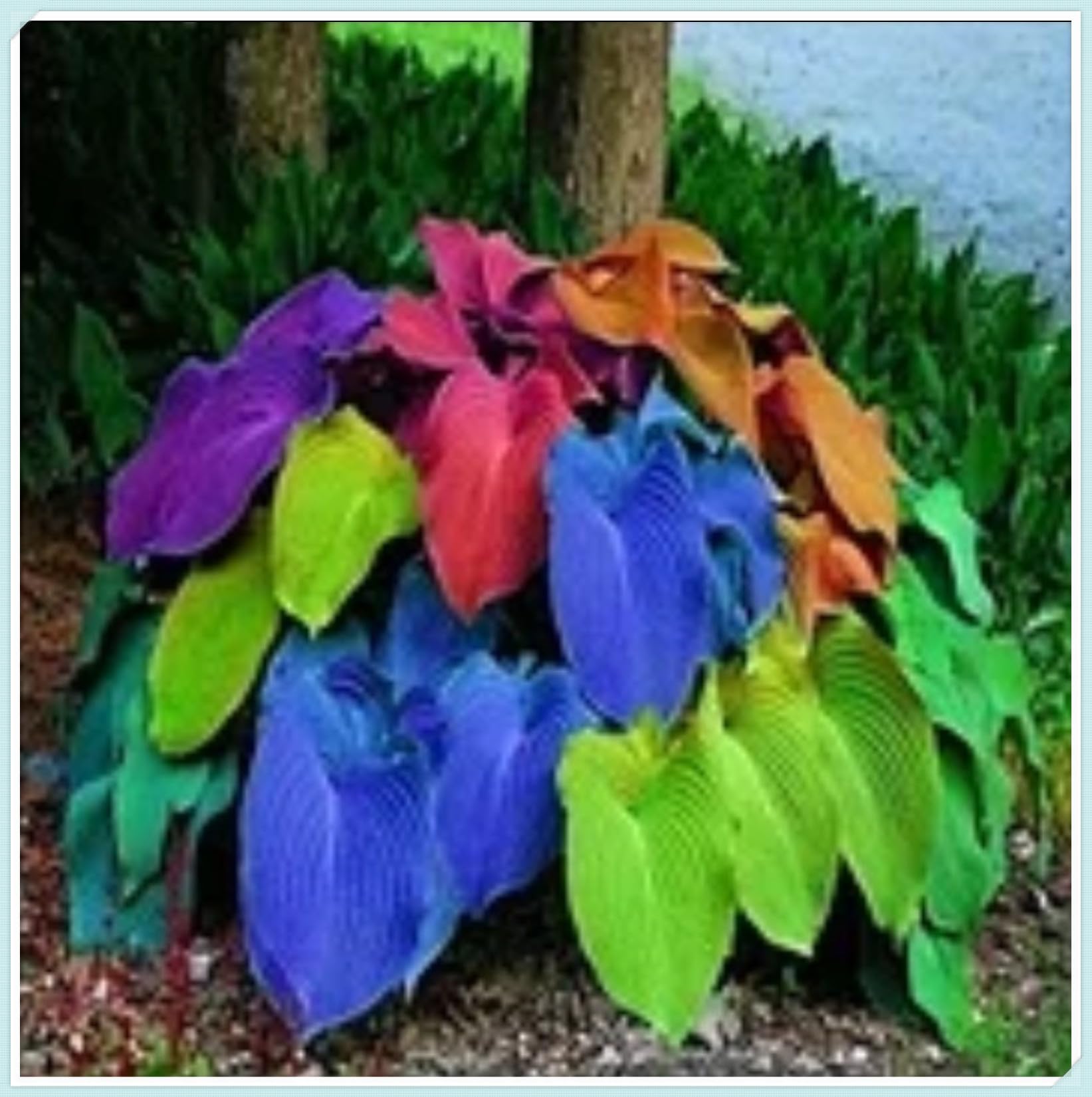 Excellent Hostas Bulbs for Planting Now UK Greening Good for Containers Display Plant Holiday Gifts Natural Organic Easy Planting Ornamental Perennial-6Bulbs-A