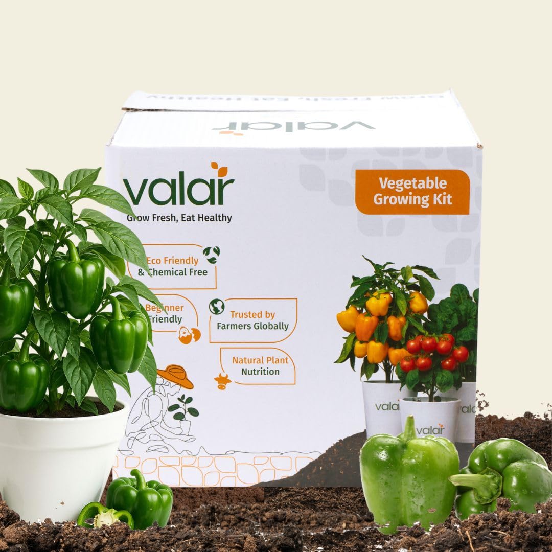 Valar Capsicum Growing Kit | All-in-One Home Gardening Set (Pack of 1 - Big) | Organic Seeds + Bio-Fertilizers+24x7 Support. (9x9 Grow Bag)-picture-39