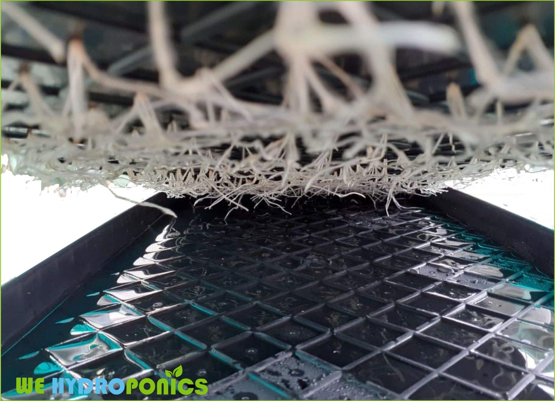 Microgreens Trays - 10 Pair, Grow Fresh Produce -2