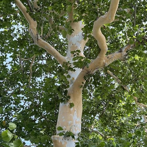 Sycamore Live Plant | 1 Quart Pot | Cold-Hardy North