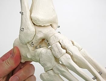 Amazon | 足の骨格模型 - 足の骨モデル，脛骨・腓骨付，ワイヤーつなぎ