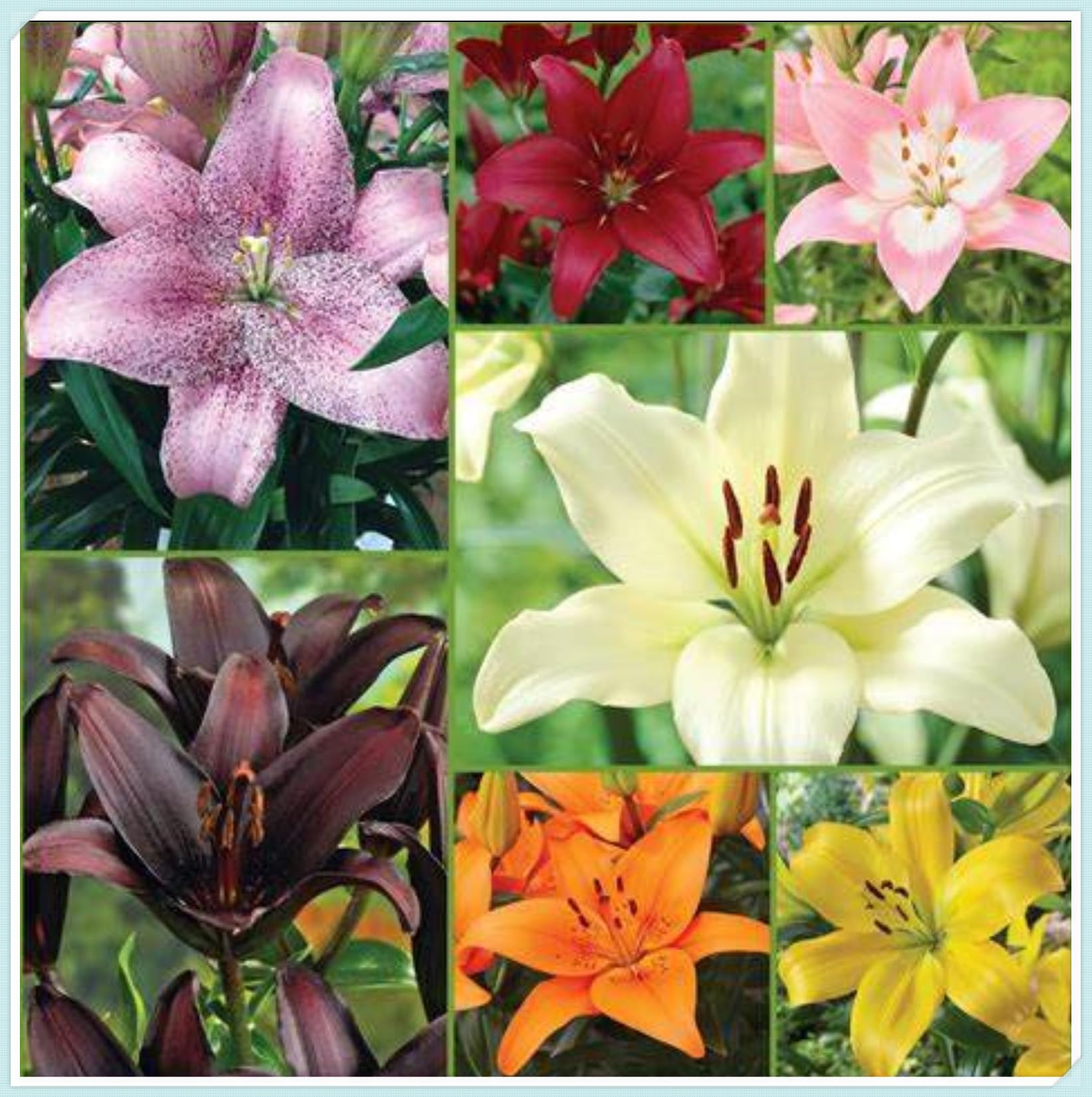 Lily Bulbs for Planting Now UK Perennial Excellent Display Plant Bulbs Greening Flower Ornamental Good for Containers Natural Organic Perennial Easy Plant-10bulbs-N