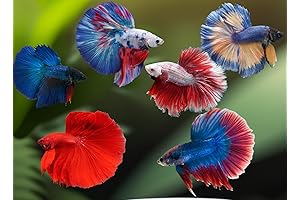 D&A's Enchanting Halfmoon Betta: An Oasis of Beauty for Your Aquarium