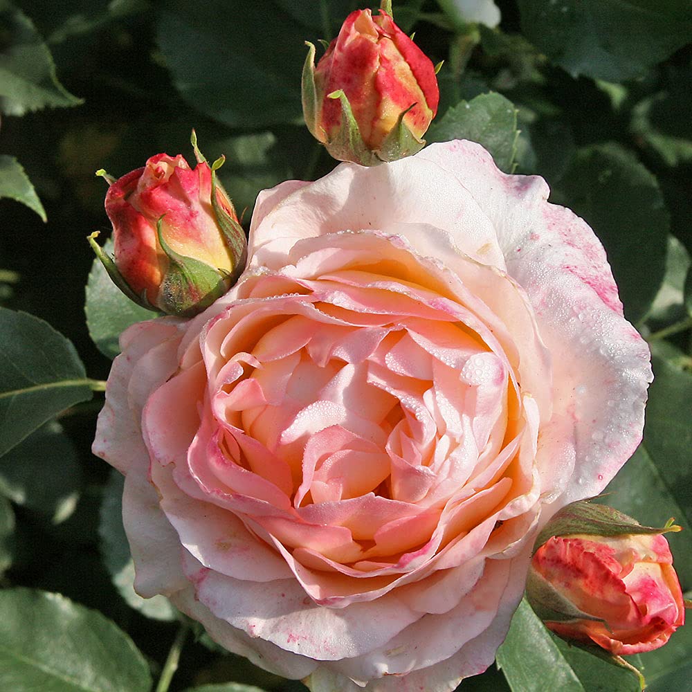 Amazon.com : Heirloom Roses Rose Plant - Spiced Coffee Rose Bush
