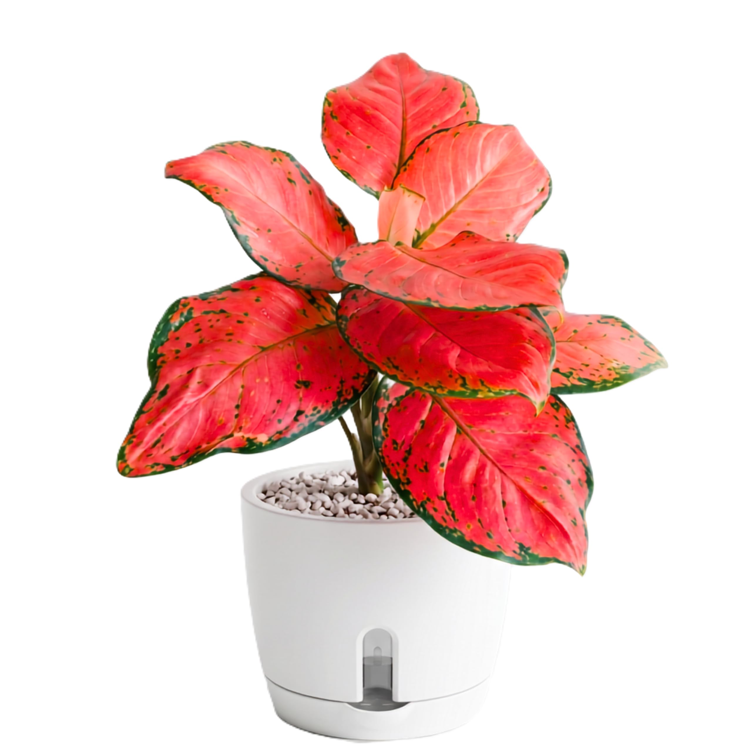 Aglaonema Live Indoor Plant with Self-Watering Pot | Air Purifying Decorative Houseplant | Low Maintenance Indoor Plant for Home & Office [Red]-image-21