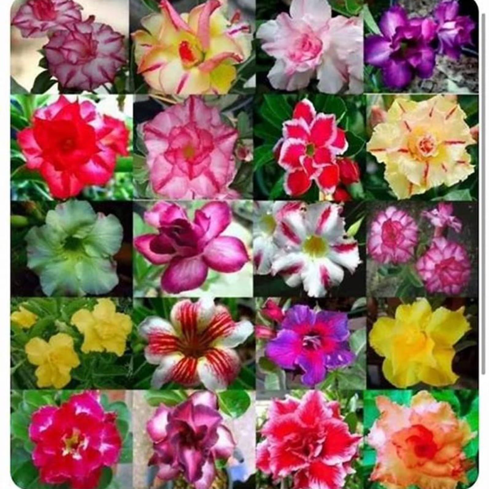 Desert Rose Bulbs for Planting Now UK Ornamental Perennial Natural Organic Unique Good for Containers Cold-Resistant Easy Plant Greening Flower Excellent Display-2Bulbs-C โ image 1