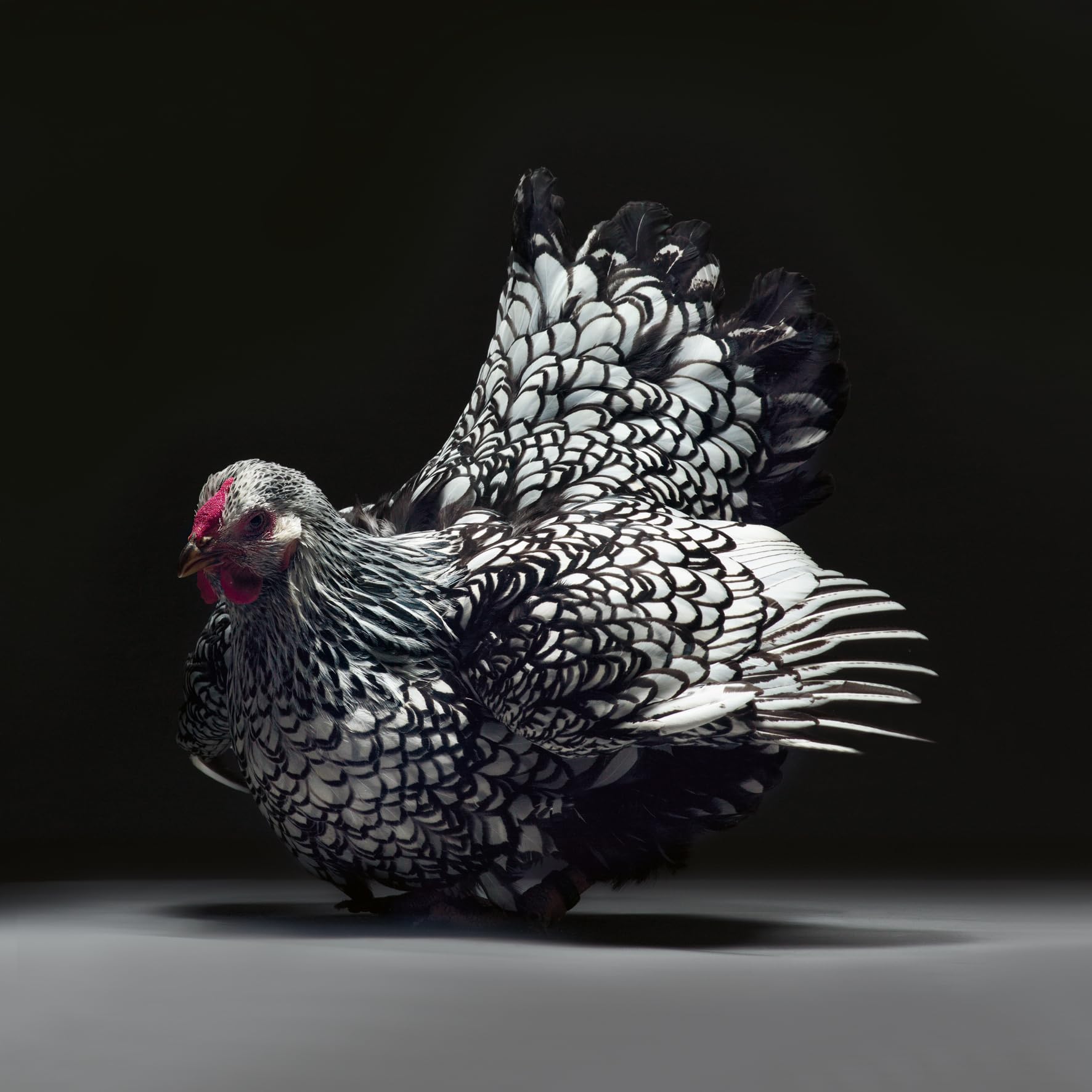 Gefiederte Eleganz: Eine fotografische Hommage an das Huhn