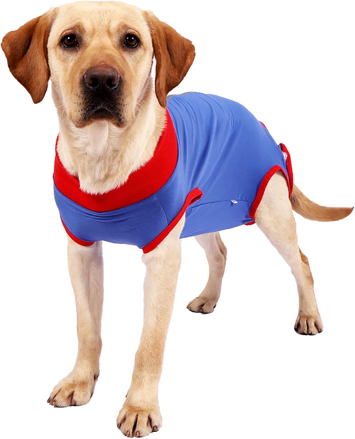 Surgical onesie for dogs Clearance