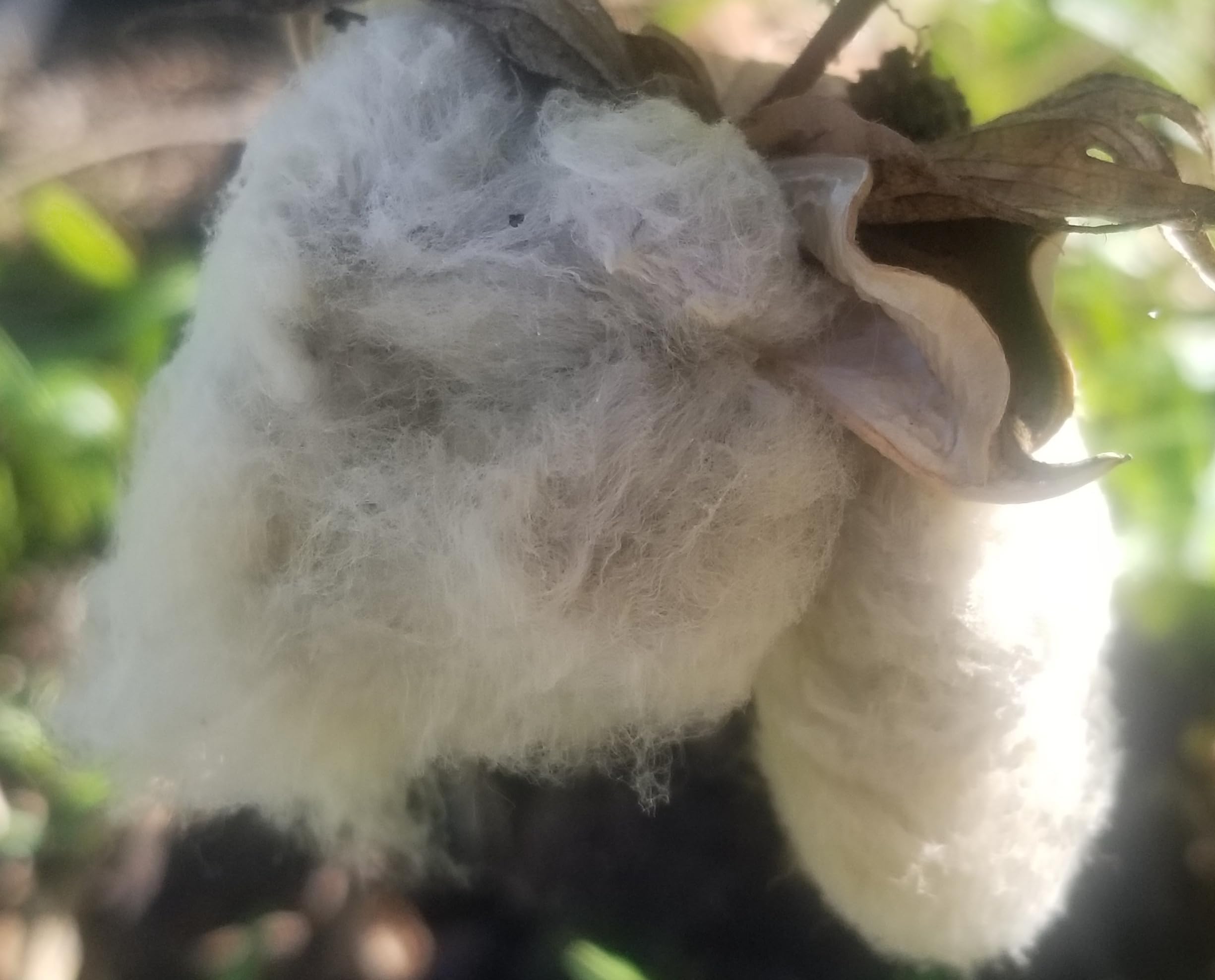 Amazon.com : Cotton Seeds Non GMO, Untreated - 20+ Cotton Seeds from ...