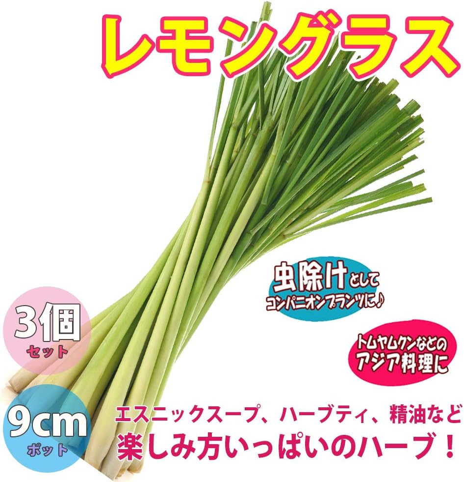 Amazon Co Jp レモングラス9cmポット苗 3個セット ハーブ苗9cmポット 3個セット 根強いファンが多く葉も茎もレモン の香りがする 多年草ハーブ 品種で選べるハーブ苗 Diy 工具 ガーデン Amazon Co Jp レモングラス9cmポット苗 3個セット ハーブ苗9cmポット 3個セット 根強いファンが多く葉も茎もレモン の香りがする 多年草ハーブ 品種で選べるハーブ苗 Diy 工具 ガーデン