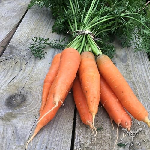 1800 semillas orgánicas de zanahoria de otoño KingFlakkee para plantar reliquia sin OMG, 3+ gramos de supervivencia a granel de vegetales de jardín