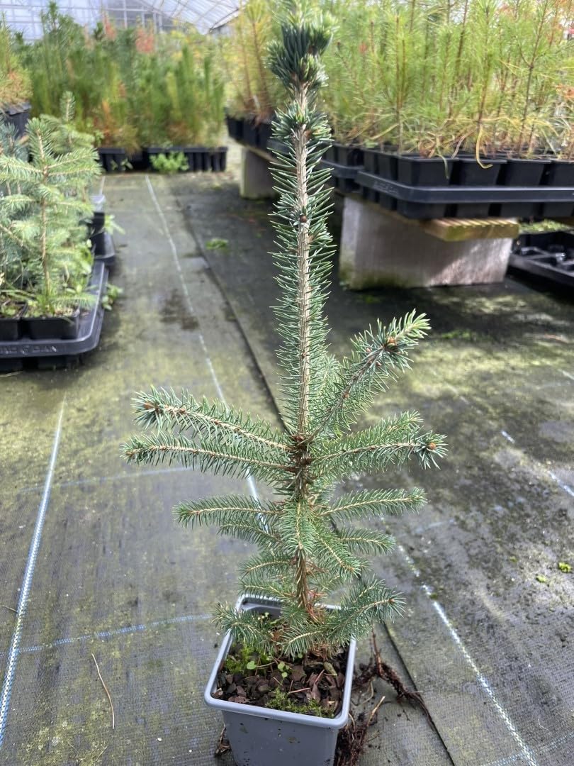 Colorado Blue Spruce - Picea pungens | Stunning Blue-Grey Evergreen | Hardy Specimen Tree for UK Gardens | Ideal for Year-Round Colour & Structure