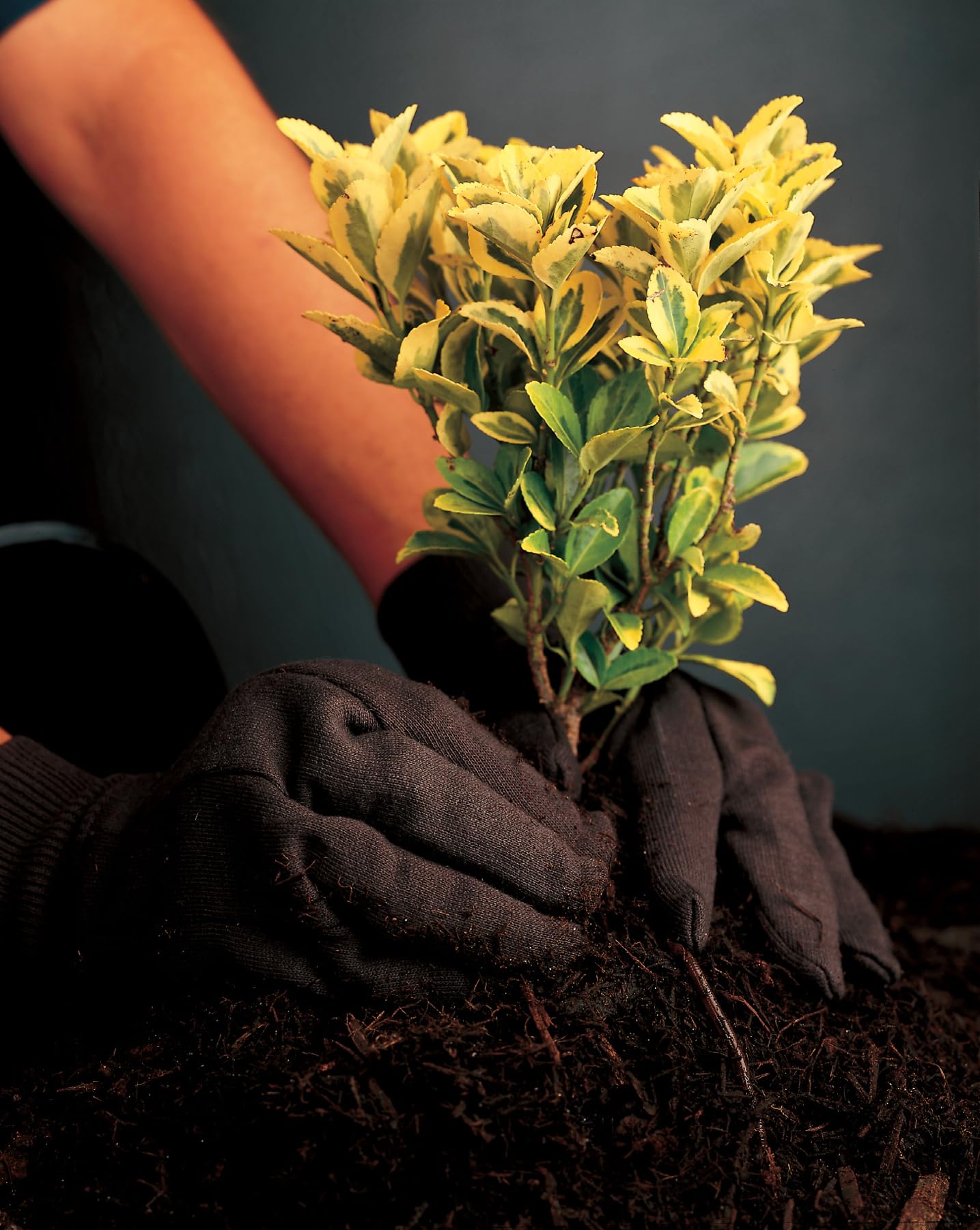 MCR Safety 7100 Jersey Cotton/Polyester Clute Patterns Men's Gloves with Jersey Knit Wrist, Brown, Large, 1 Pair