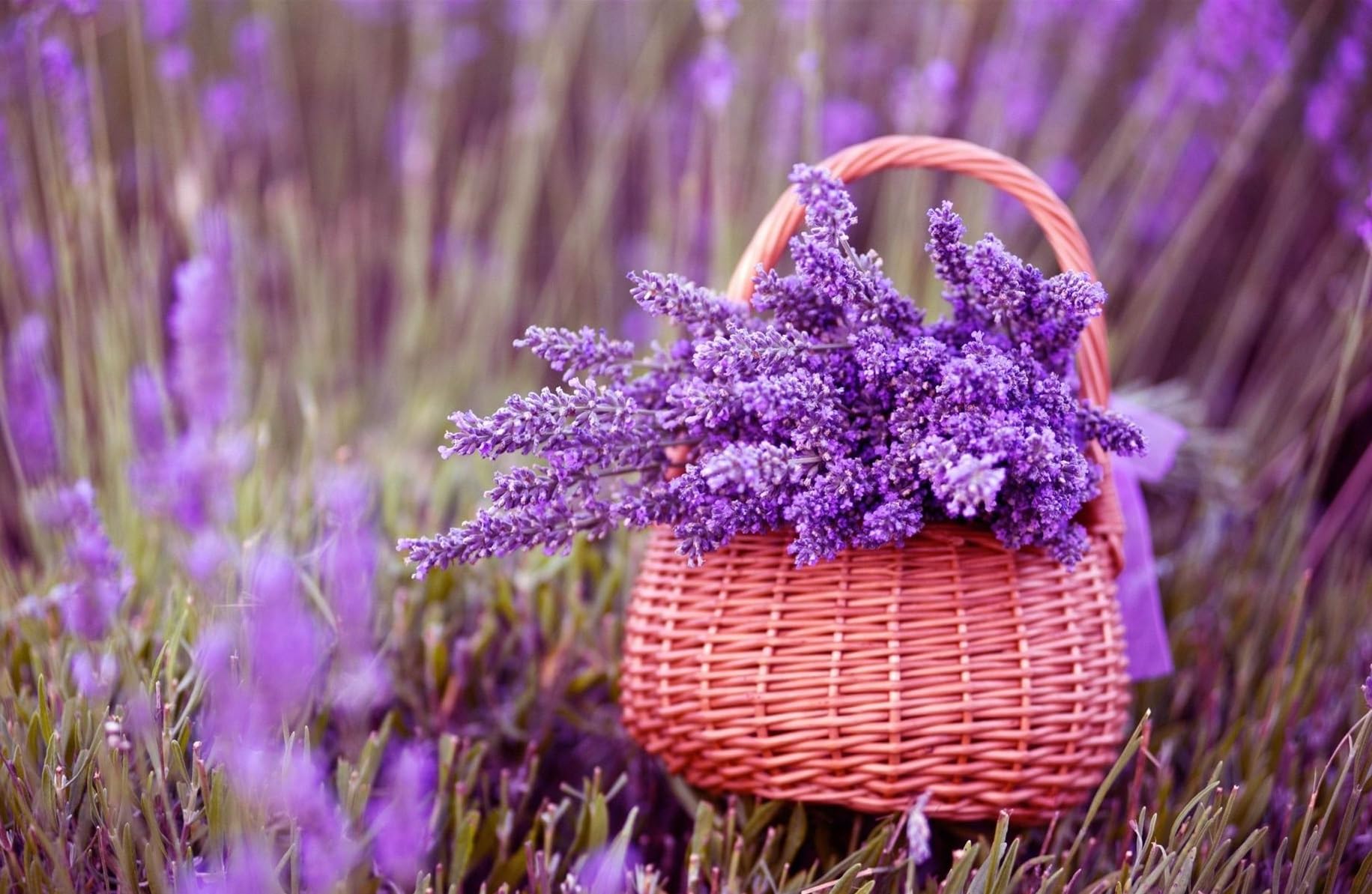 See full amazon price history chart for ShopGreen Beautiful Healthy Lavender Plant Live Plant With Plastic Tob Pack of 1 ShopGreen Beautiful Healthy Lavender Plant Live Plant With Plastic Tob Pack of 1 (B0CFPYHBMN) Amazon Price History, Amazon Price Tracker