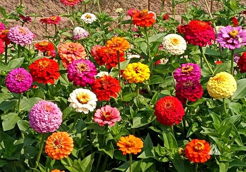 Miniatura 6 de Terry Zinnia Mezcla de semillas de doble flor para plantar alrededor de 100 semillas de flores anuales